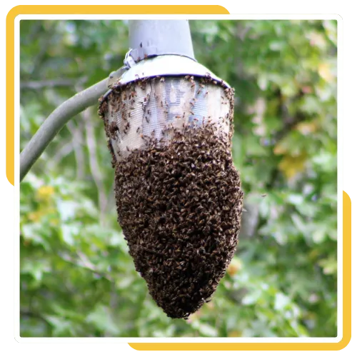 Safe swarm capture service in Escondido, California 