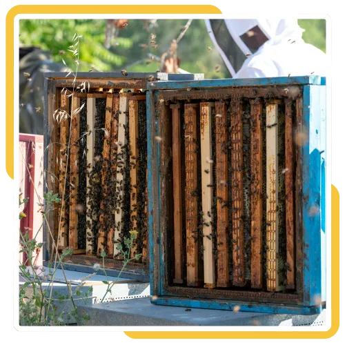 Professional bee removal service in San Diego, CA 