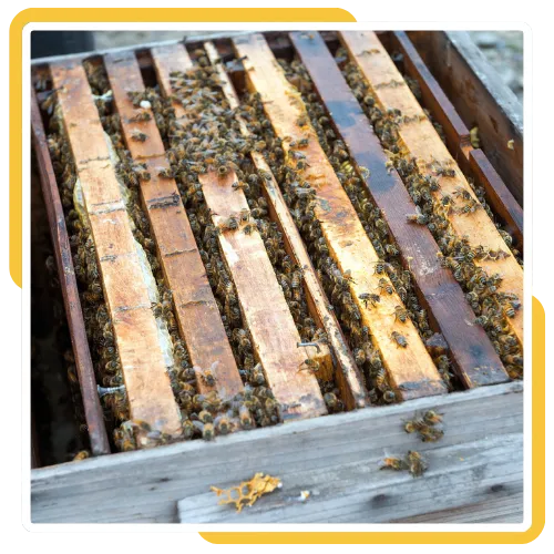 Safe swarm capture service 