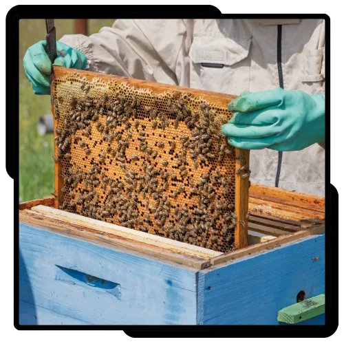 Organic bee removal process in La Jolla, CA 