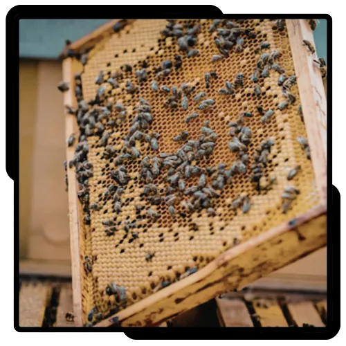 Bee proofing and prevention service for residential property in California 