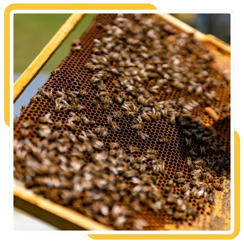 Bee swarm removal near a roofline at a home in San Diego, CA
