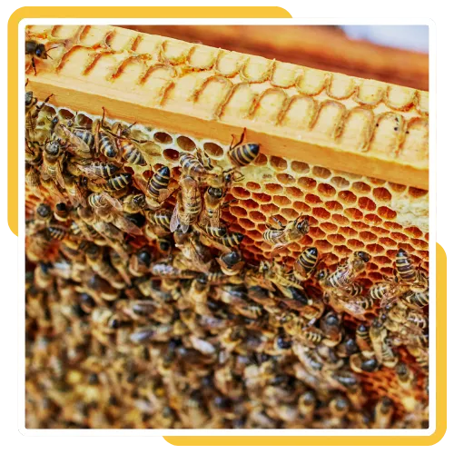 Emergency bee removal service outside a busy storefront in San Diego, CA