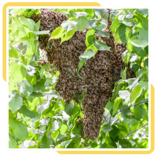 Swarm capture team removing clustered bees from a front yard in San Diego, CA