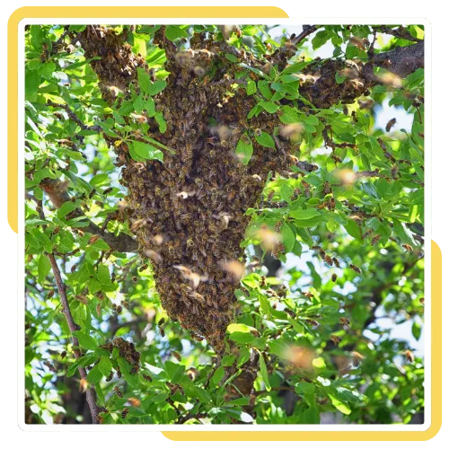 Bee swarm hanging from a tree during swarm capture in Escondido, CA