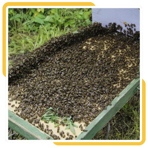 Superior Bee Removal team handling a bee swarm safely in Escondido