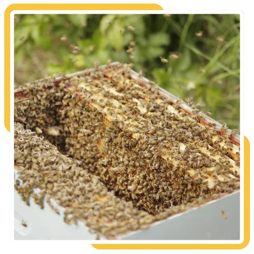 Same-day bee swarm service in Escondido at a residential property