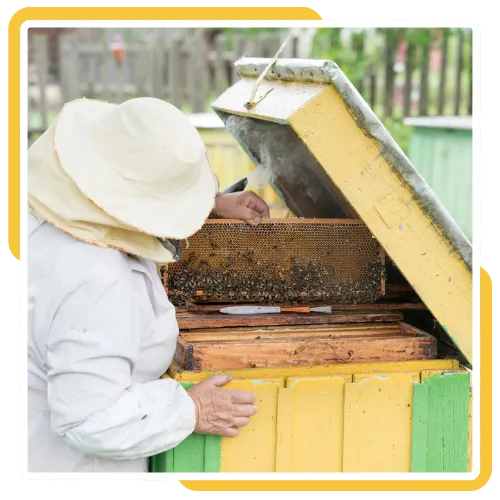 Bee relocation service in San Diego with safe and careful hive handling