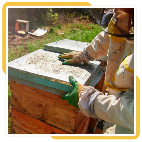 Humane bee removal in San Diego CA for an active hive near a roof