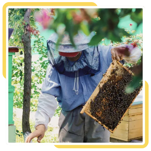 Team providing live bee removal in San Diego, CA at a home