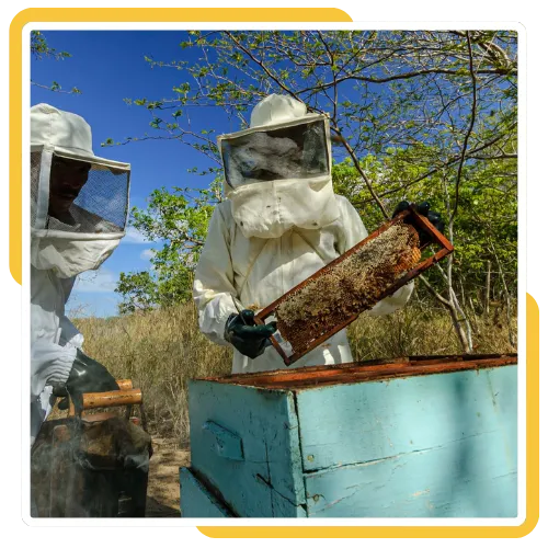 Humane bee removal from a wall in Escondido, CA