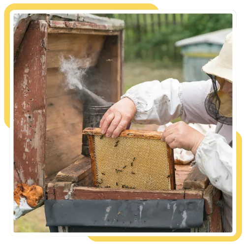 Team providing live bee removal in San Diego, CA at a home