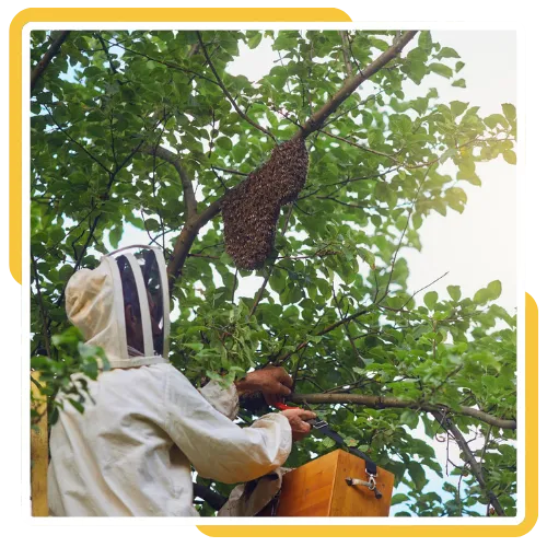 Safe bee hive removal near a roof in Escondido, CA