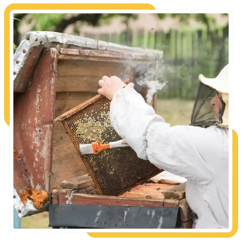 Bee hive removal from a residential property in La Jolla, CA