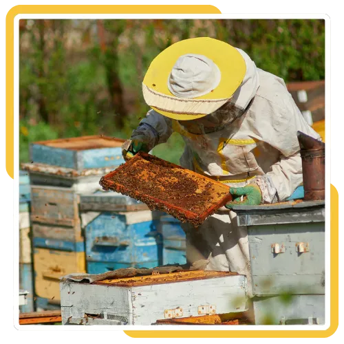 Humane bee removal service safely relocating bees in La Jolla