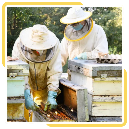 Live bee removal team helping at a home in La Jolla, CA