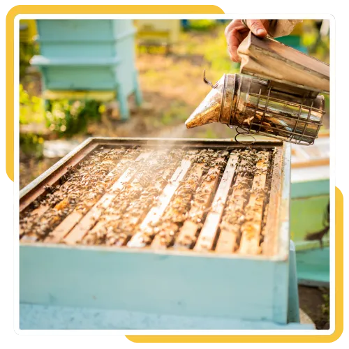 Signs of an active bee hive inside a wall