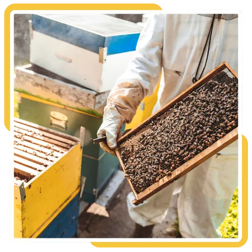Bees nesting in stucco walls before safe hive removal service