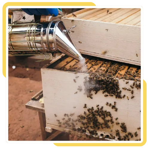 Beehive removal from a home in San Diego, CA