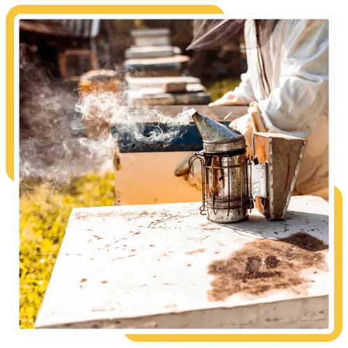 Roof hive removal service at a property in La Jolla, CA