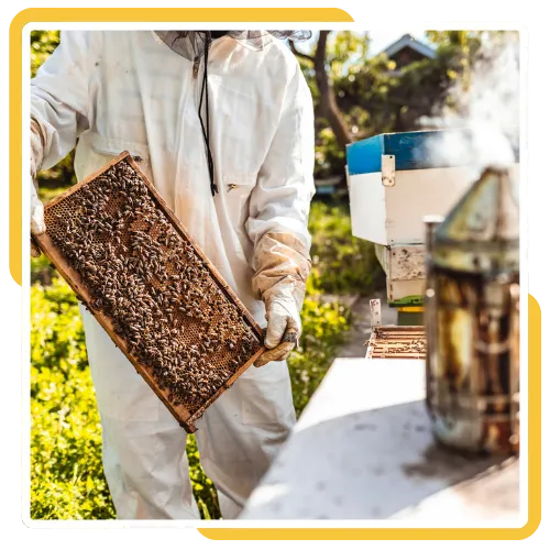 Bees nesting in stucco walls before safe hive removal service