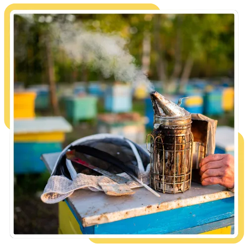 Team removing a live beehive from a home in La Jolla, CA