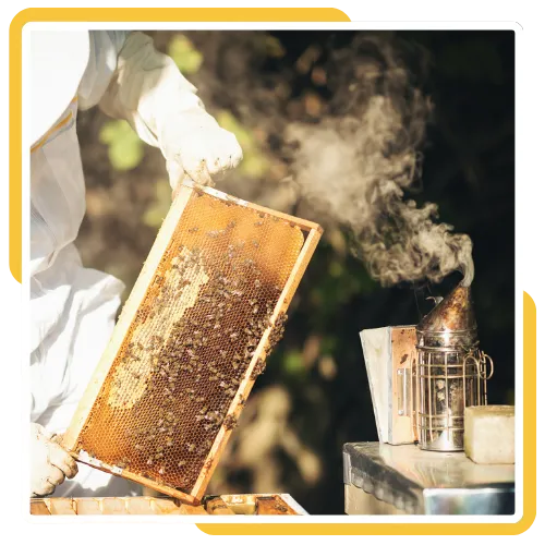 Removing a hidden beehive from an attic in Escondido