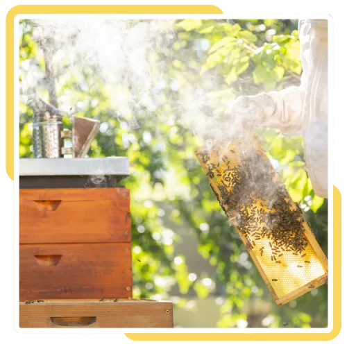 Team providing Beehive Removal in Escondido, CA at a home