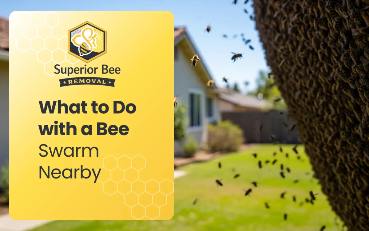 What to Do with a Bee Swarm Nearby