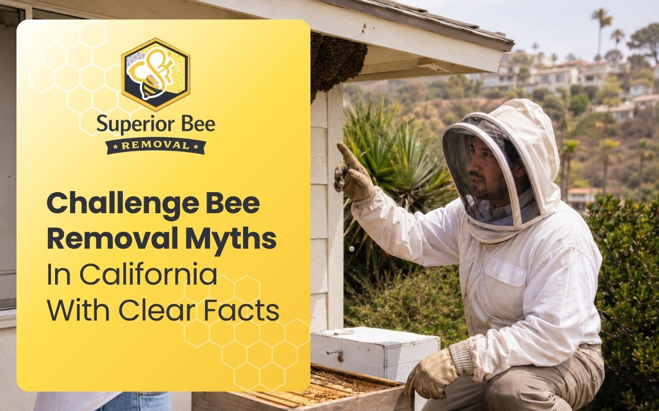 Challenge Bee Removal Myths In California With Clear Facts
