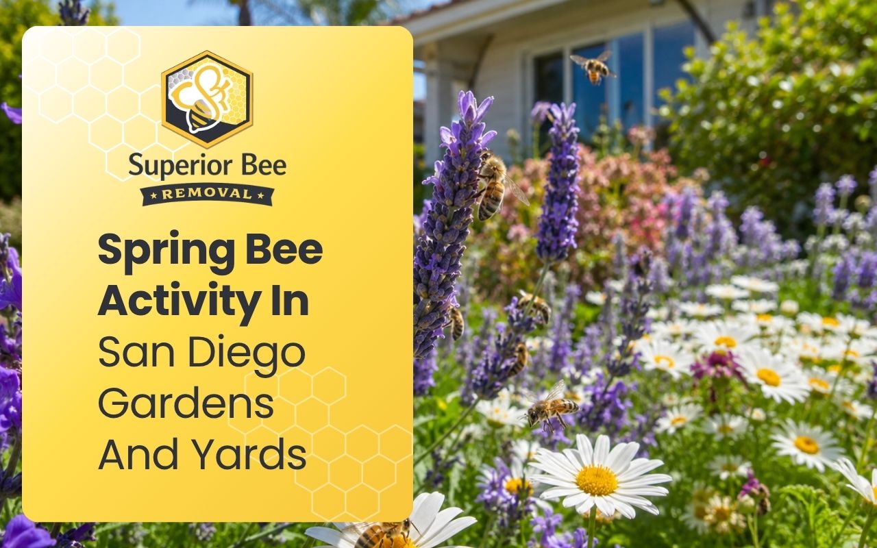 Spring Bee Activity In San Diego Gardens And Yards