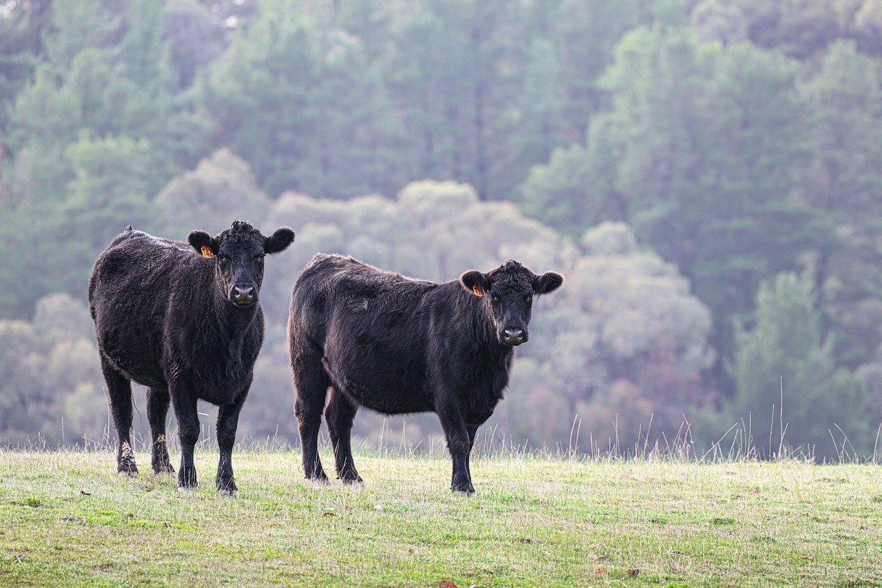 white sheep photography