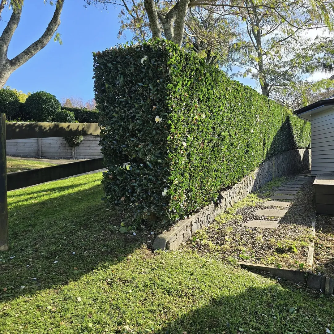 hedge trimming service in tauranga