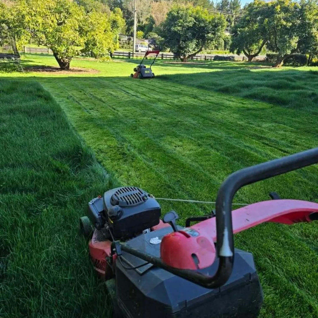 residential lawn mowing service in tauranga