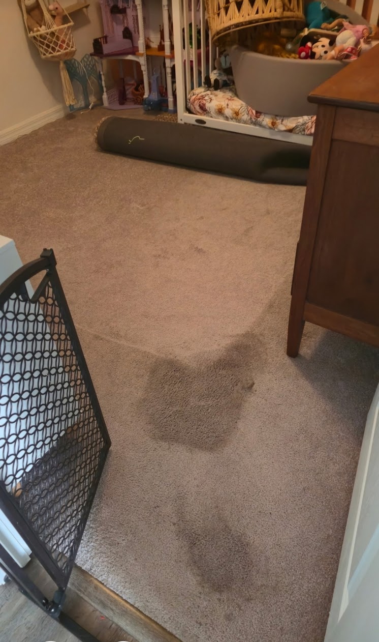 Commercial Carpet Cleaning Land O' Lakes, FL