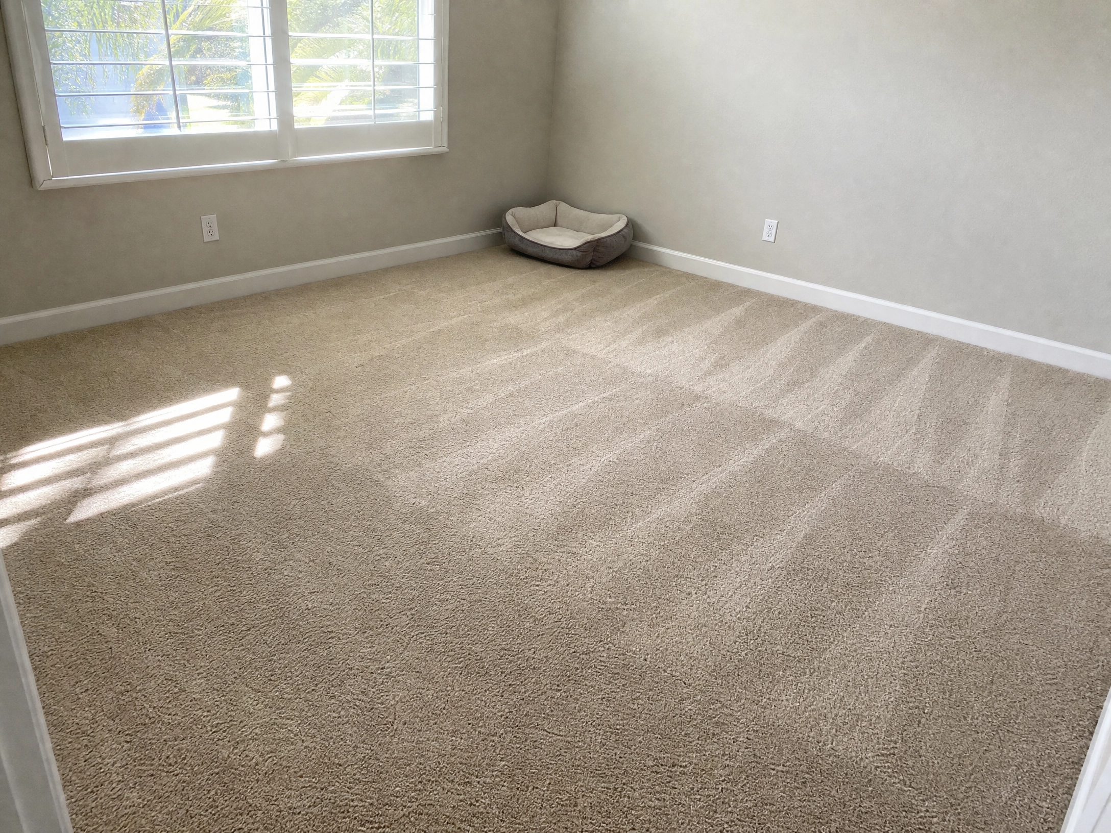 Carpet Deodorization Land O' Lakes, FL