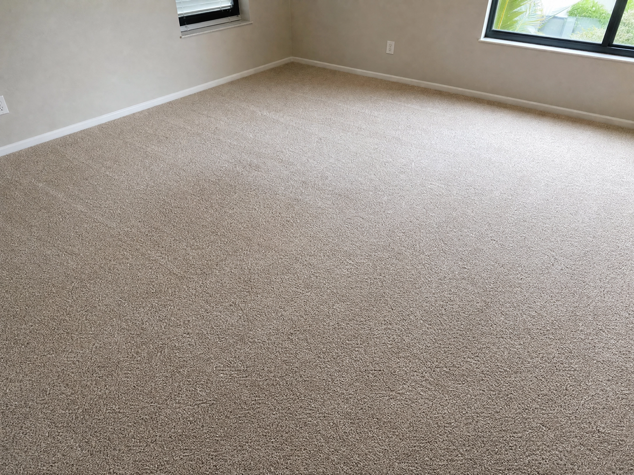 Wesley Chapel, FL Pet Odor Removal