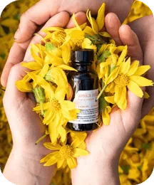 Arnica oil