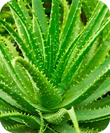 Aloe vera