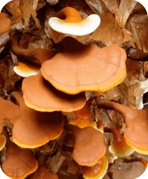 GAnoderma