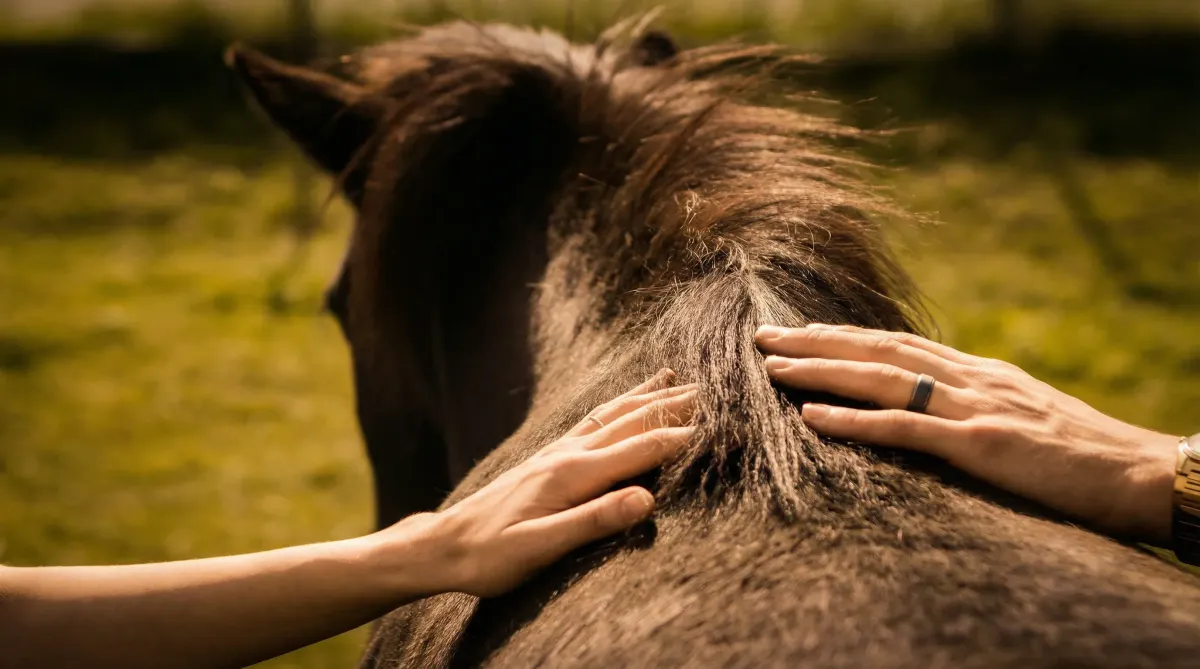 Pferdegestützte Arbeit in der Symphony Awareness Ausbildung