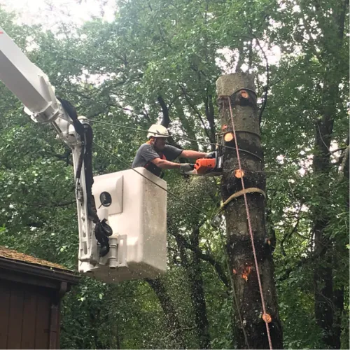 Tree Service Livonia