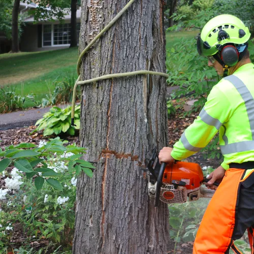 Tree Service Livonia