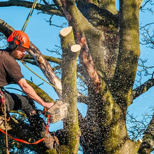 Tree Trimming