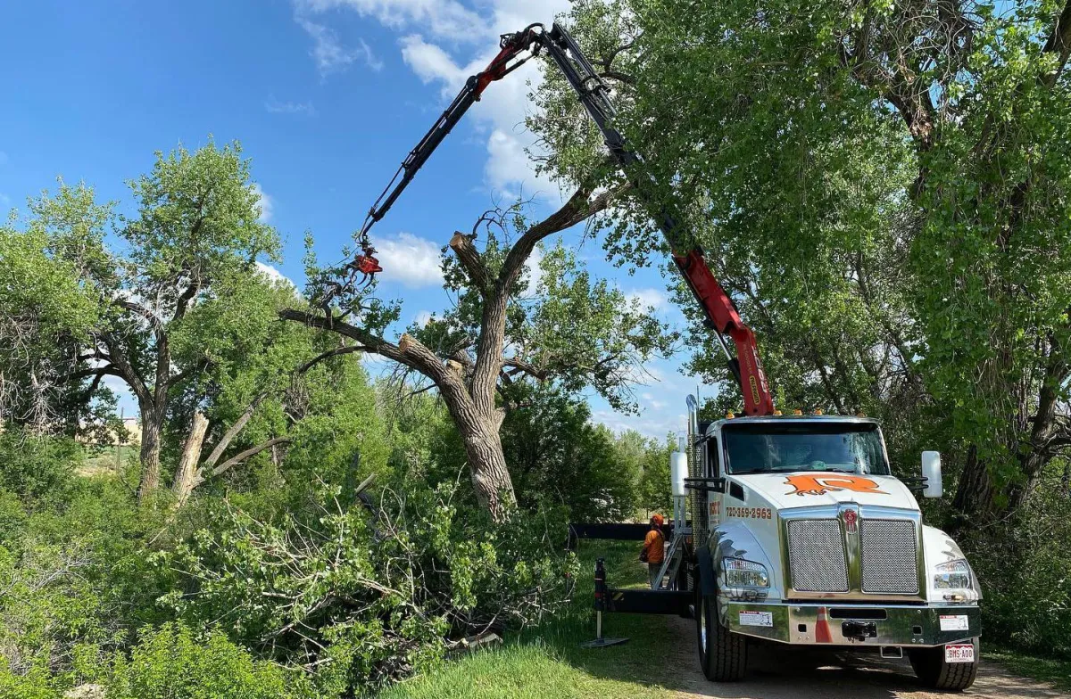 Tree Removal