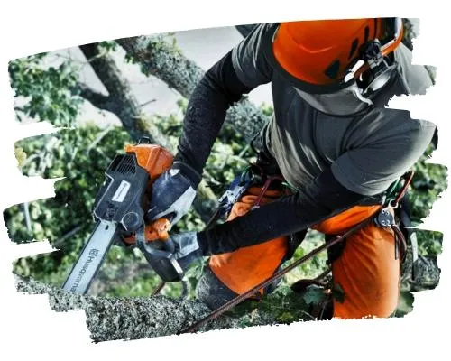 Tree Service Picture