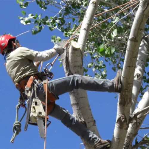 Tree Service