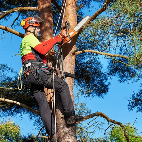 Tree Service