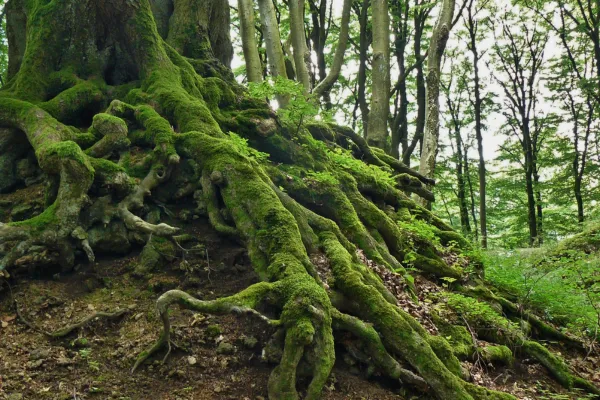 The Root Beneath Every Great Decision