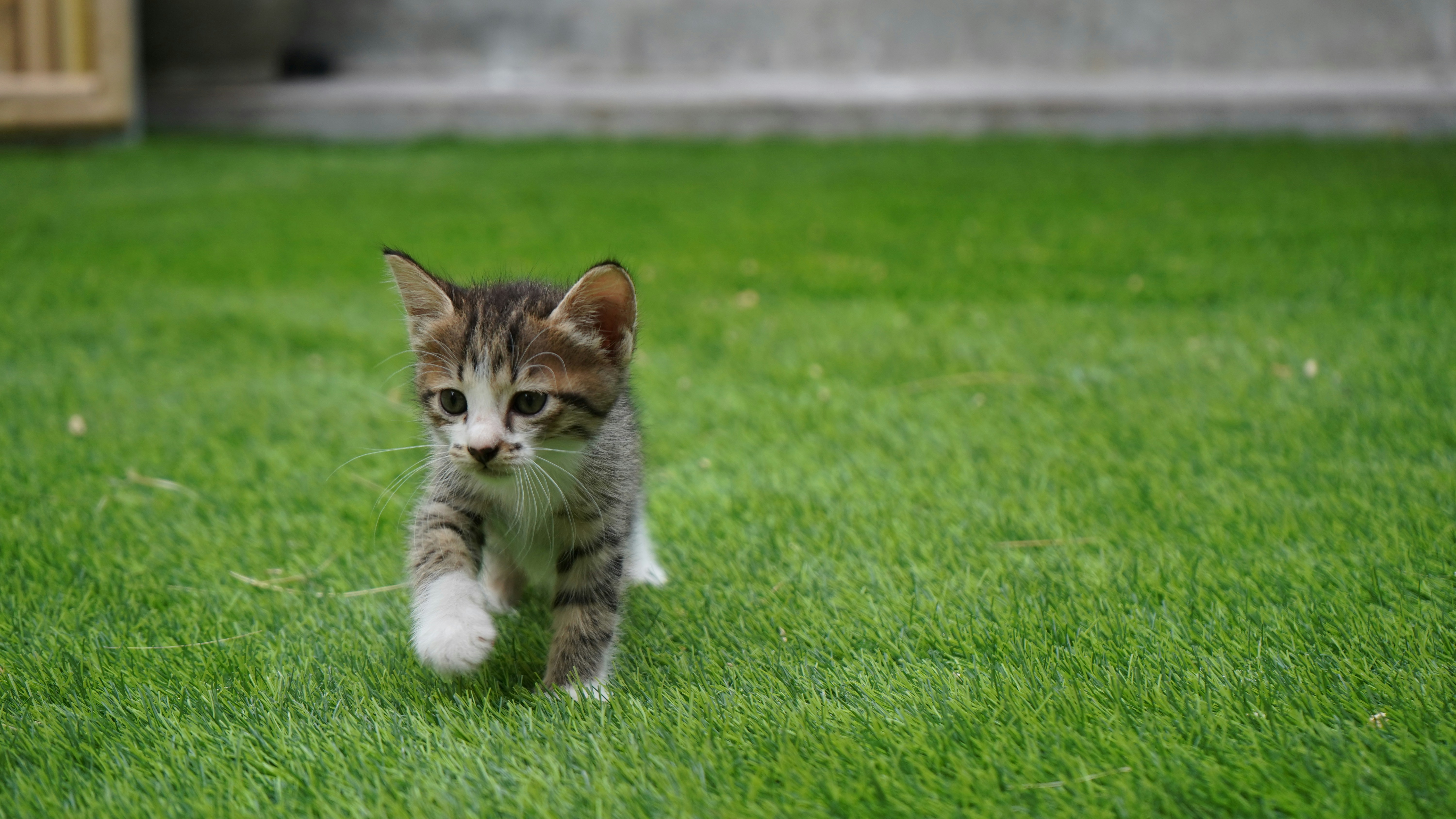 kitten on pet friendly synthetic turf san diego